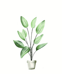Vector watercolour flower in a pot illustration isolated on white background. Houseplant, green leaves in flower pot closeup. Hand painting on paper