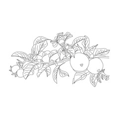 Apple and fruit isolated line art. Black line art and white background