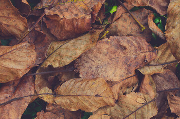 Autumn leaves background, autumn leaf. 