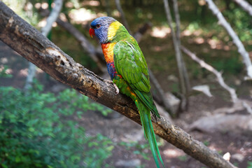 Rainbow Lorikeet (Trichoglossus haematodus) bird resting on tree branch   