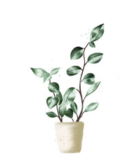 Vector watercolour flower in a pot illustration isolated on white background. Houseplant, green leaves in flower pot closeup. Hand painting on paper