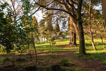 Spring park, old trees, young leaves appear on the trees
