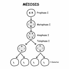 diagram of meiosis cell division