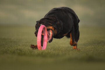 Rottweiler dog playing with a toy