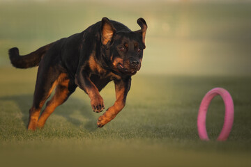 Rottweiler dog playing with a toy