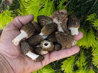 the culture of finding morel mushrooms in the mountains