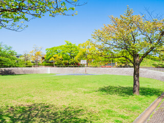 新緑の公園