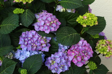 flowers in the garden