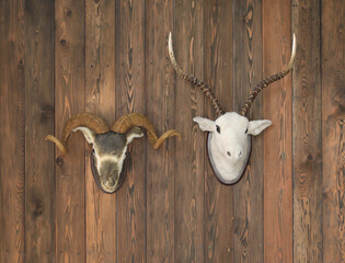 deer head with antlers on old wooden wall