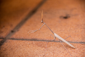 praying mantis on a rock