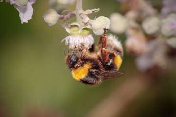 Macro of a bee sucken pollen