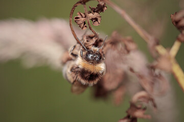 Beautiful honey bee on dry leaf