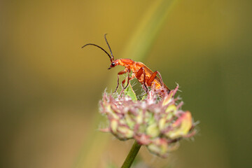Beautiful red bug macro