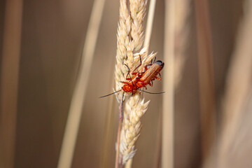 Samall red bug mating