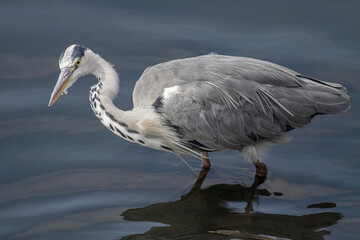 Juvenile heron portrait