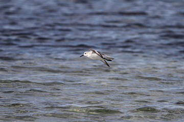 Sanderling in flight over sea