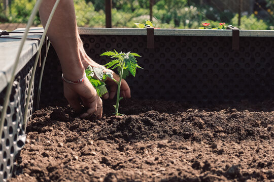 Gardening In Elevated Raised Bed At Home Vegetable Garden For Self Sufficiency.