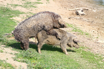 Two Mangalica a Hungarian breed of domestic pigs mating in the grassland