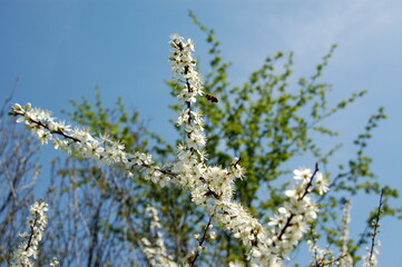 flowers against blue sky