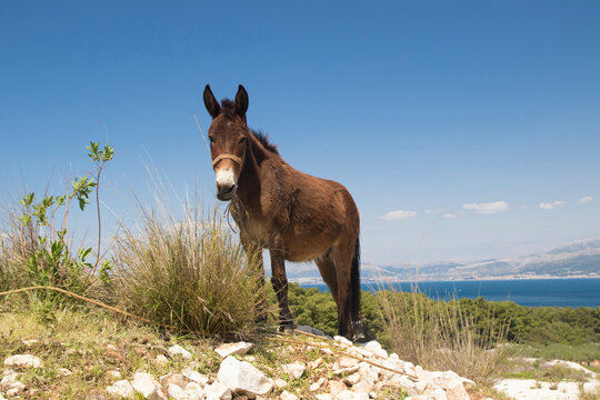 Brown mule in a picturesque rocky landscape on the island of Brac, Croatia