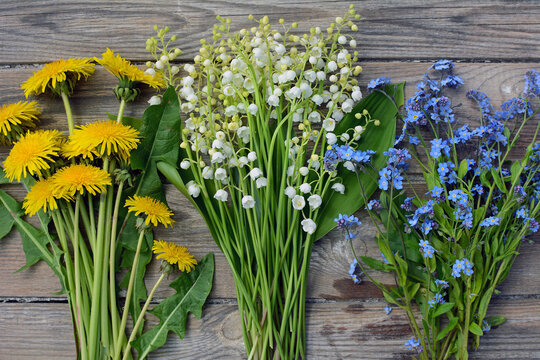 Bouquets Of Wild Spring Flowers - Dandelions, Lilies Of The Valley And Forget-me-nots On A Gray Background. View From Above