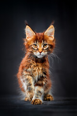 Cute Maine Coon kitten on a dark background. Studio photo.