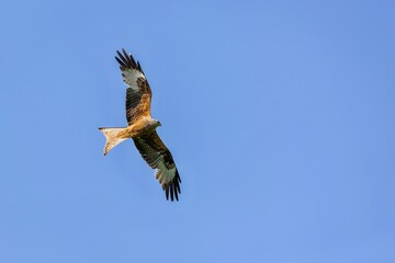 The red kite, a raptor with grey head and brownish body, flying over blue sky on a sunny spring day.