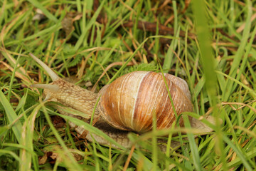The snail crawls on the grass with its home. Close-up portrait.