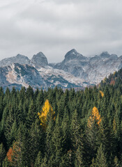 Autumn forest with beautiful pine trees and larches