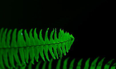 Abstract green fern leaves on black background