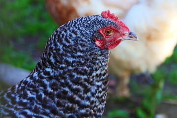 Homemade rustic black and white chicken close-up. European poultryfarm.