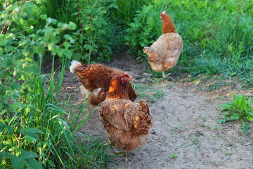 Three brown chickens walk around the village yard. Chickens from a European farm. Poultry farming, eco-farm.
