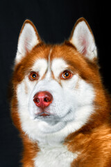 Close-up portrait of red husky dog on black background.