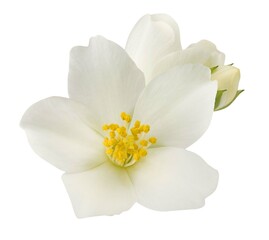 Fototapeta na wymiar Jasmine flowers isolated on white background
