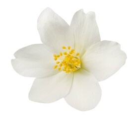 Obraz na płótnie Canvas Jasmine flowers isolated on white background