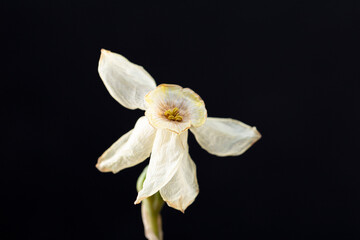  Withered fragile flower on a black background. Dry daffodils. Dead flowers close up, soft focus, copy space for text