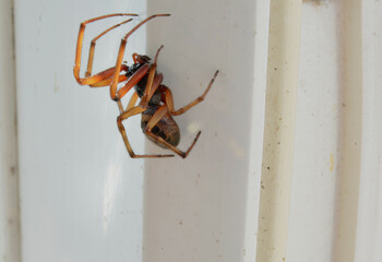 spider on the wall