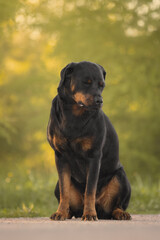 Cute beautiful dog rottweiler portrait