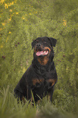 Cute beautiful dog rottweiler portrait