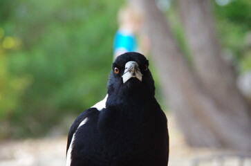 Magpie in Western Australia