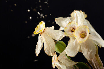  Withered fragile flowers on a black background. Dry daffodils. Dead flowers close up, soft focus
