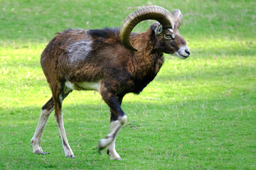 herbivorous animals Wild Mountain Sheep of Europe, Ovis ammon musimon with big cool horns on green...