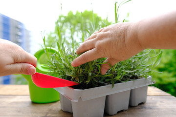 close-up of female hands transplant seedlings from plastic container for seedlings on terrace,...