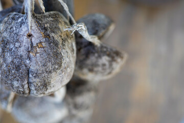 White, grey, and brown picture for a background. Close-up pictures of a big seeds
