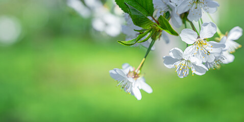 Flowering branches of an apple tree on a background of greenery. Horizontal view, copy space.