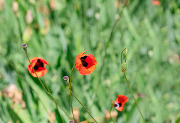 Poppy flowers in garden, early spring on a warm sunny day.