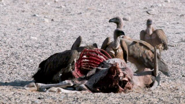 group of white-backed vultures feeding on carcass of oryx antelope in desert environment
