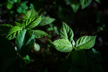 green leaves in the forest