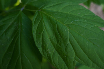 green leaf background