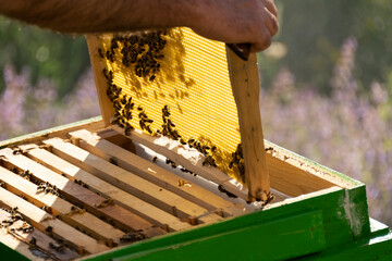 Apiculture, working with the bees, agricultural activities
